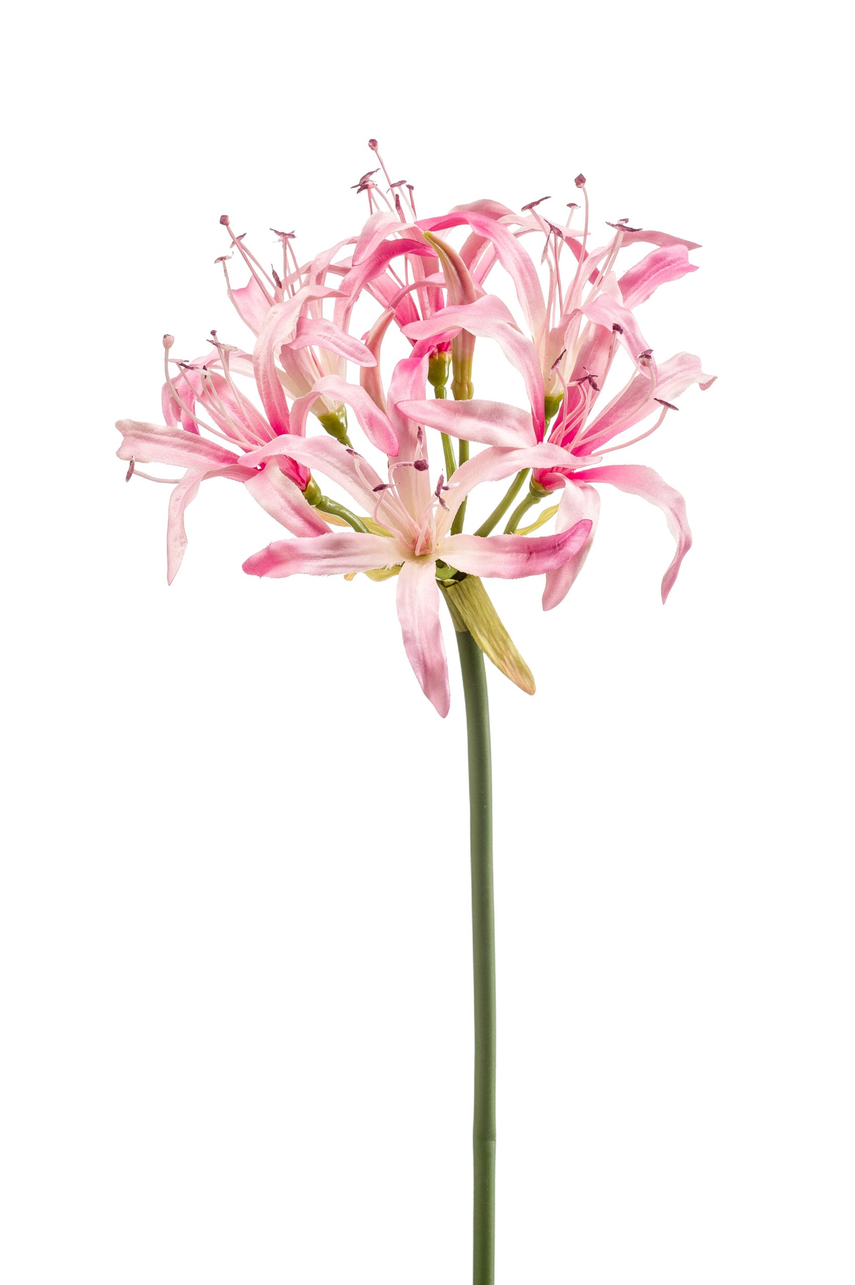 Nerine Fiore Finto Rosa 75 Cm