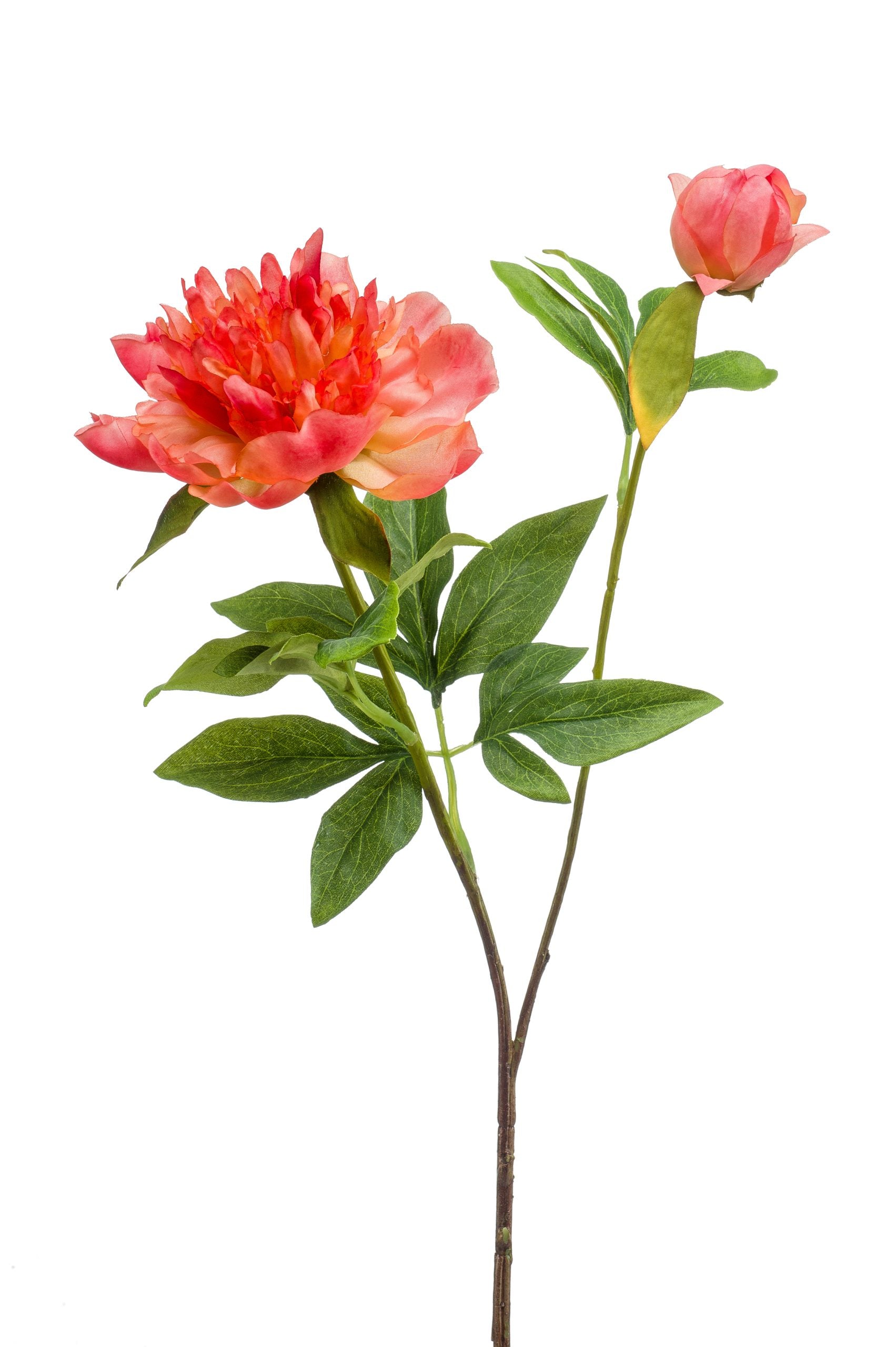 Peonia Sarah Corallo 73 Cm