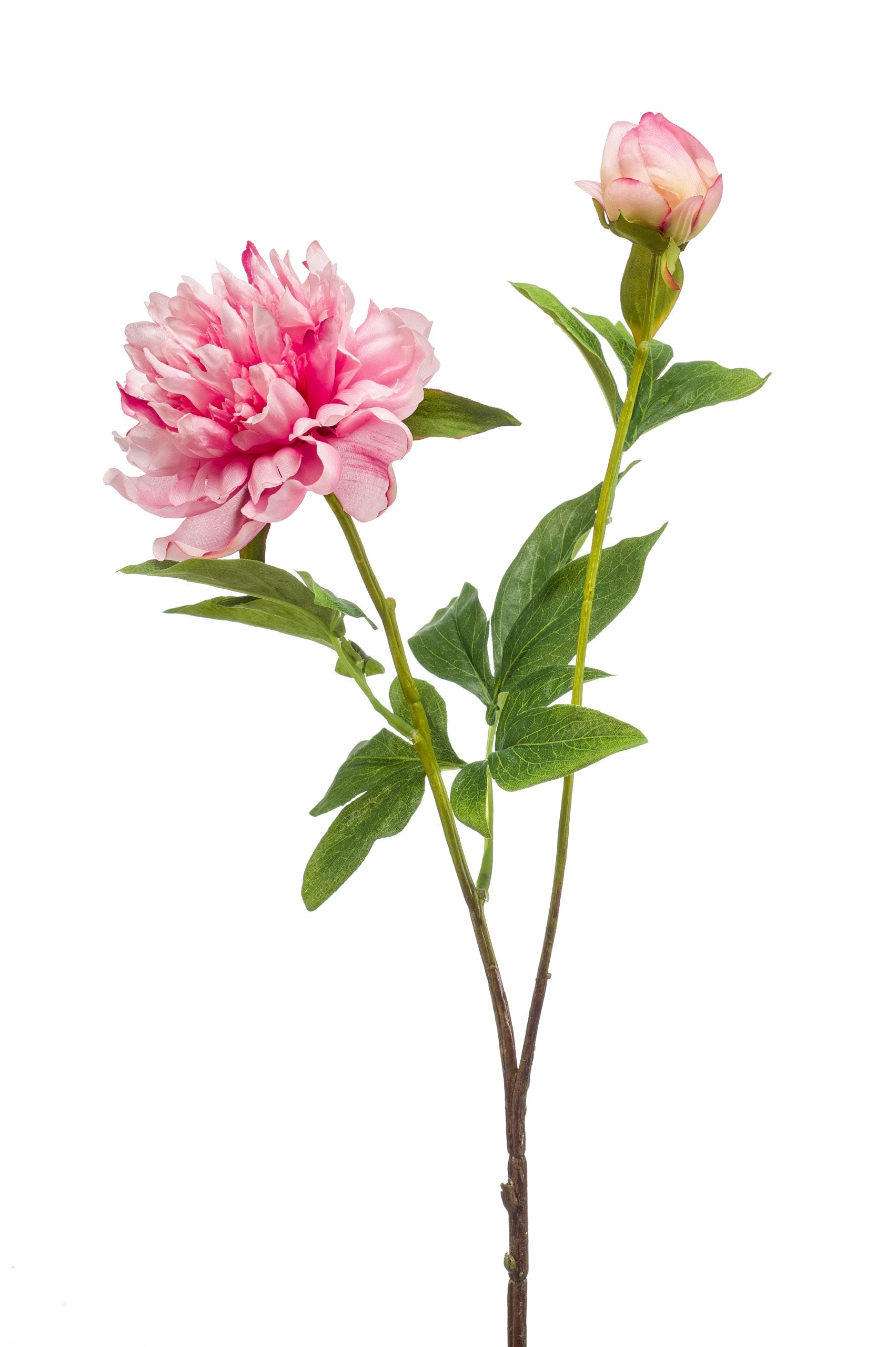 Peonia Sarah Rosa 73 Cm