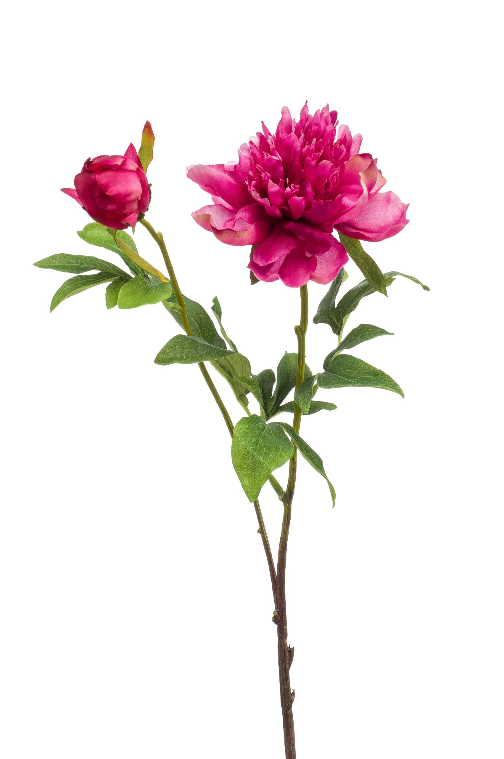 Peonia Sarah Beauty 73 Cm