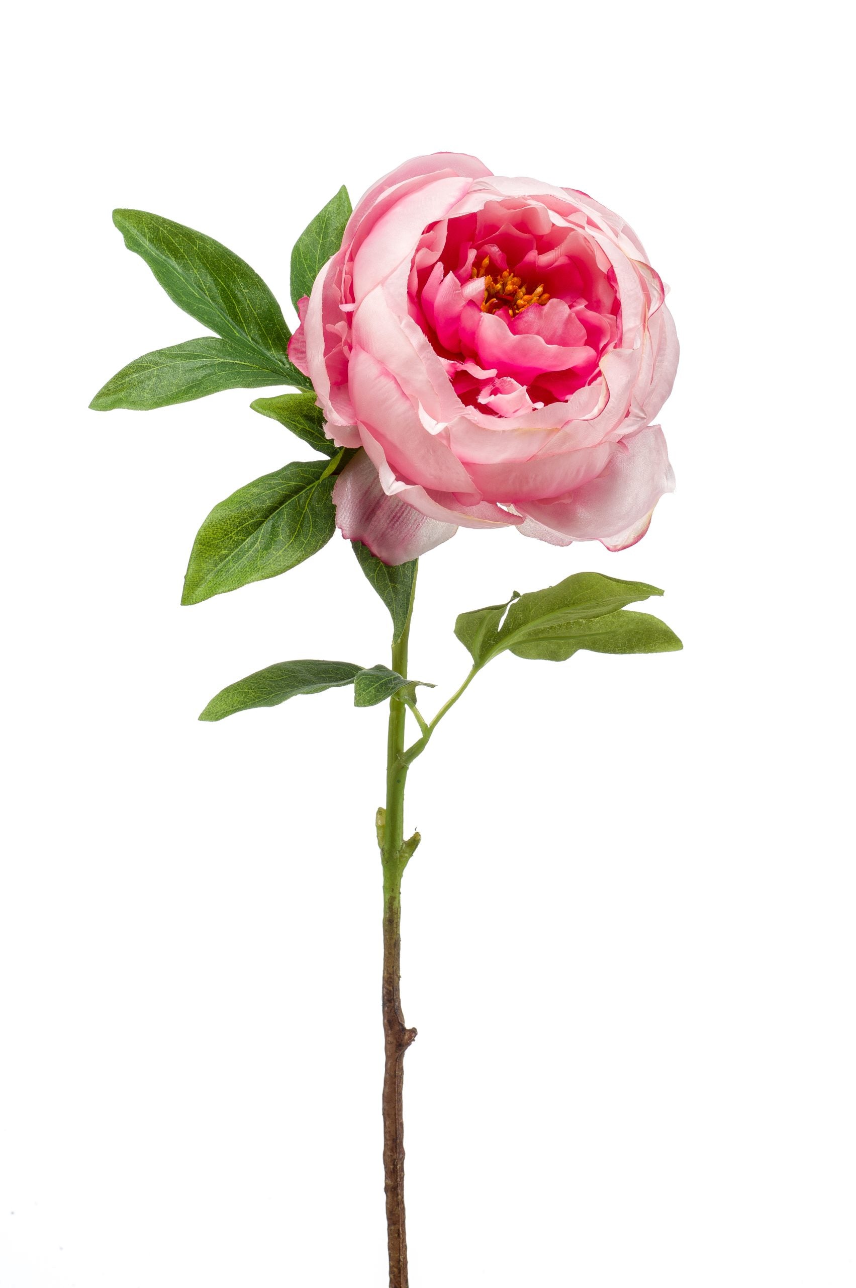 Peonia Rosa 63 Cm