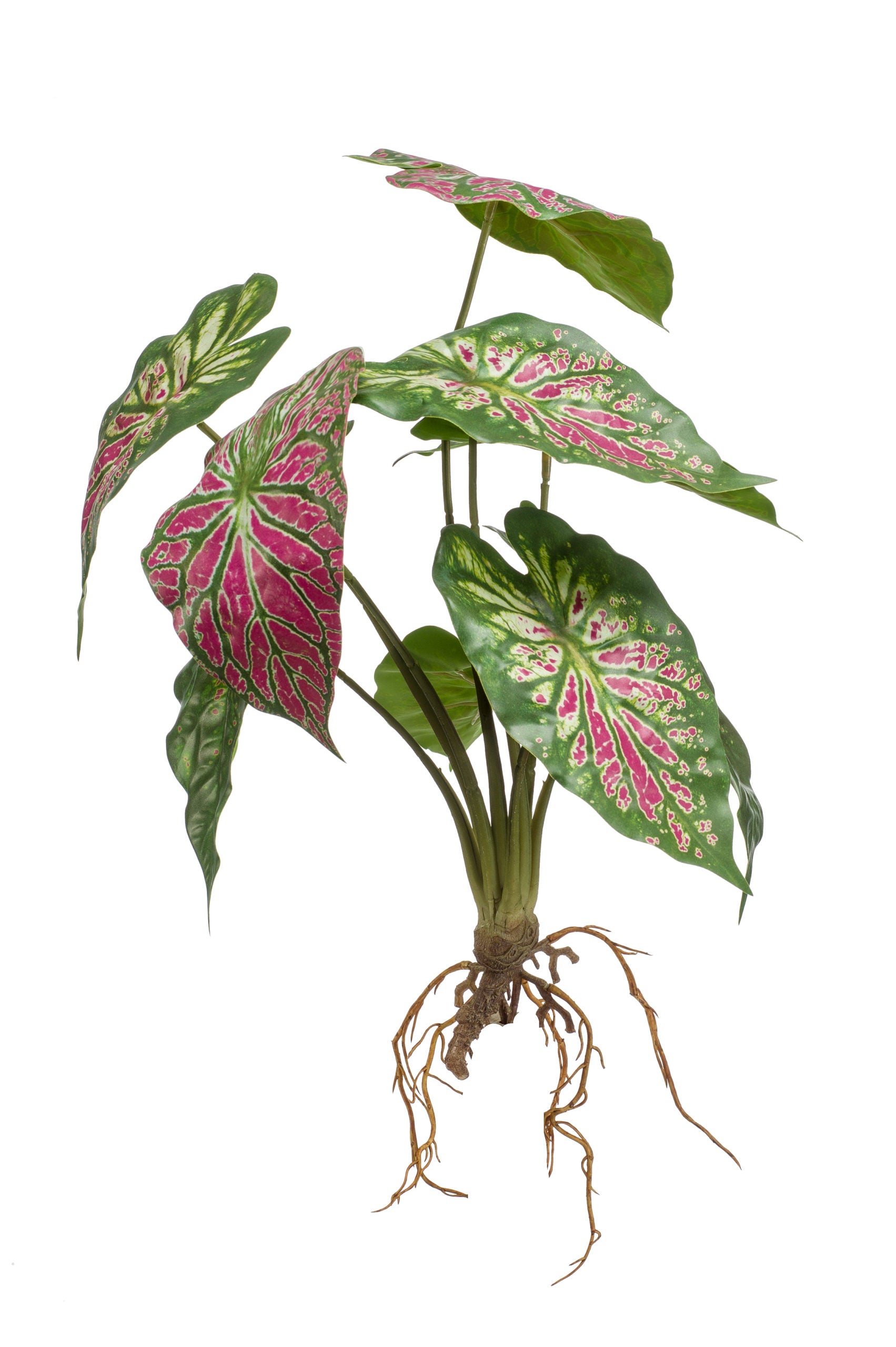 Caladium Verde Rosa 35 Cm
