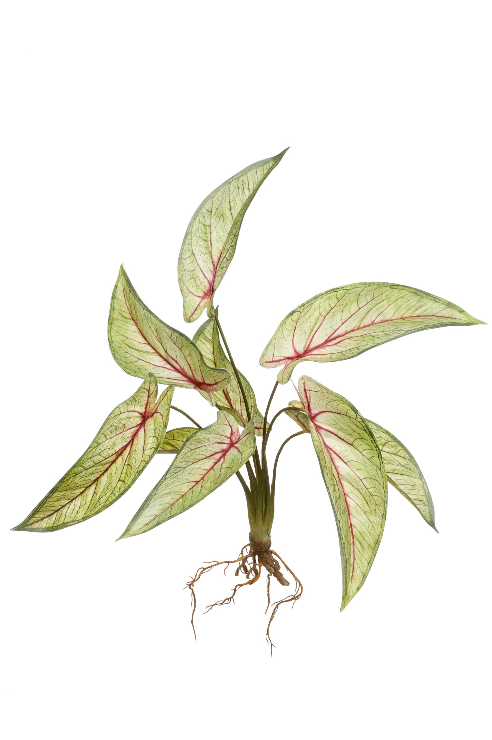 Calathea Con Radici Verde 40 Cm