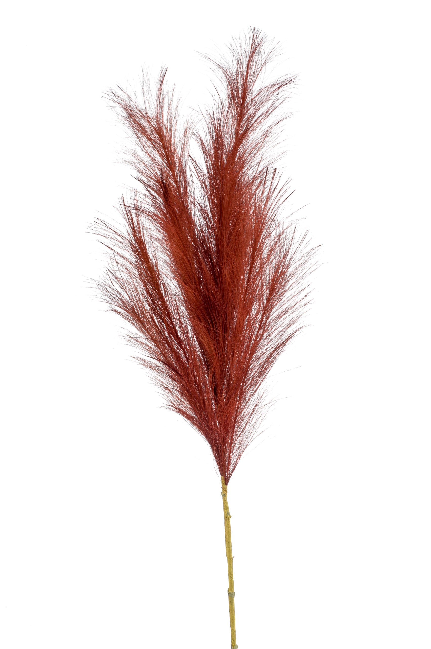 Pampas Fiore Rustico 115 Cm