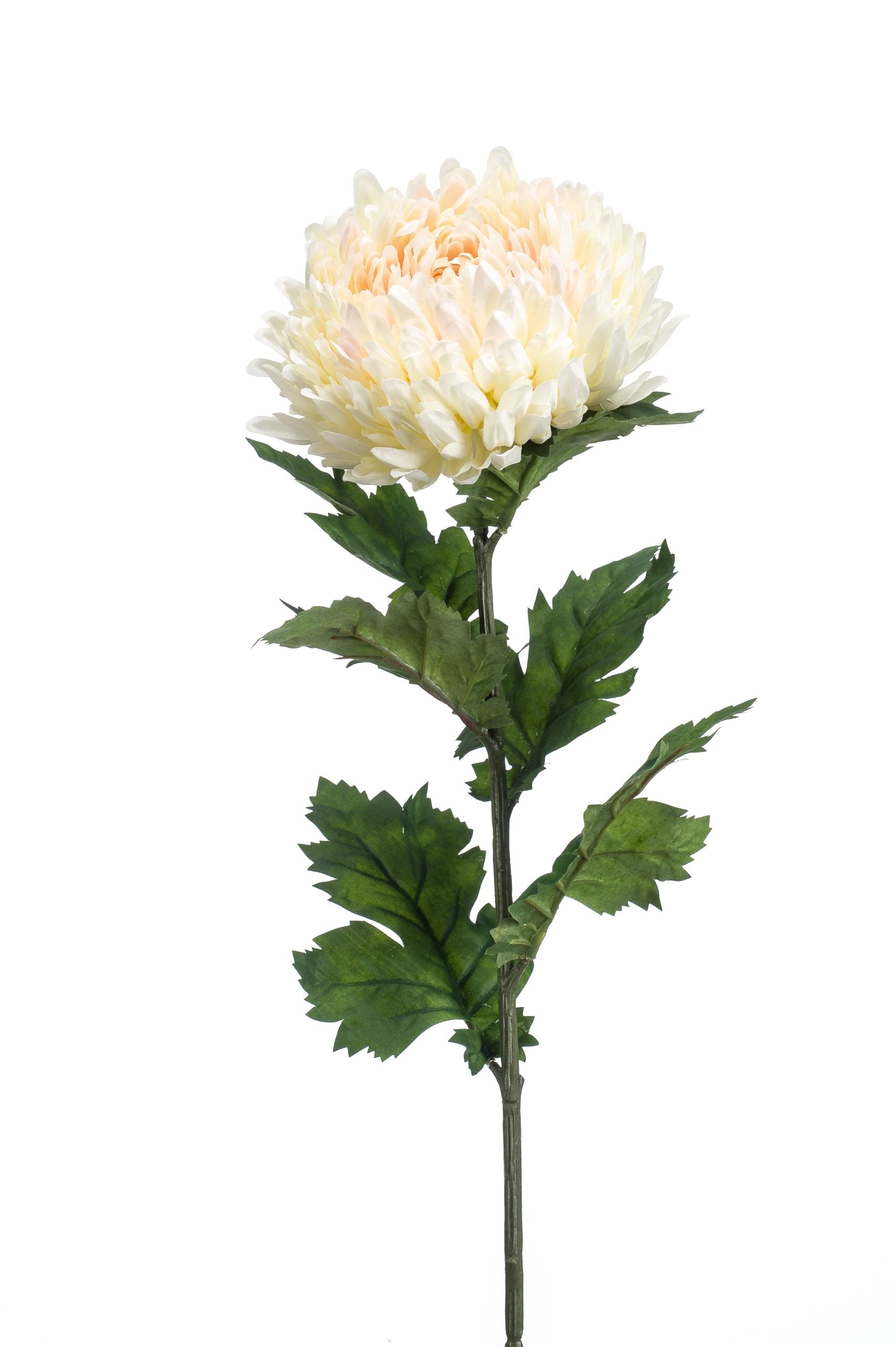 Dalia Aperta Crema Rosa 75 Cm