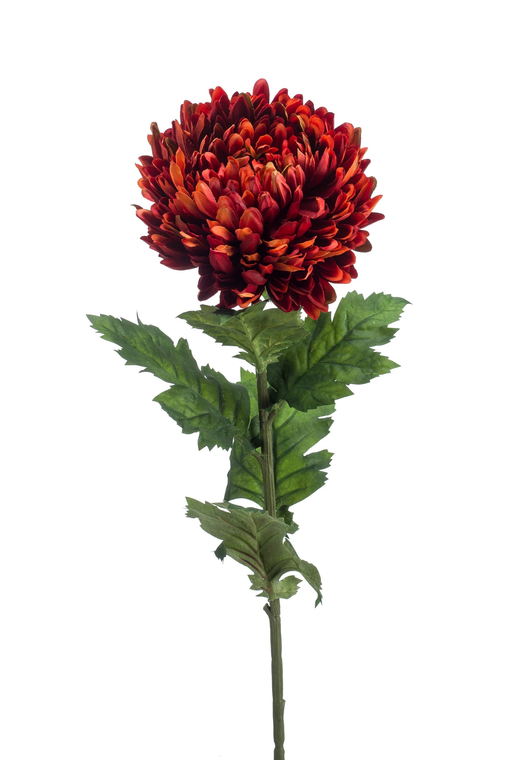 Dalia Aperta Rosso 75 Cm