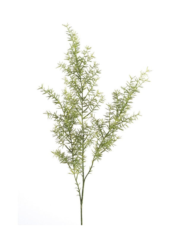 Ramo Asparago Spray 60 M Verde