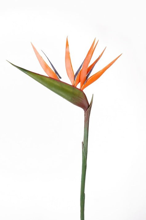 Strelitzia 90 Cm Arancione