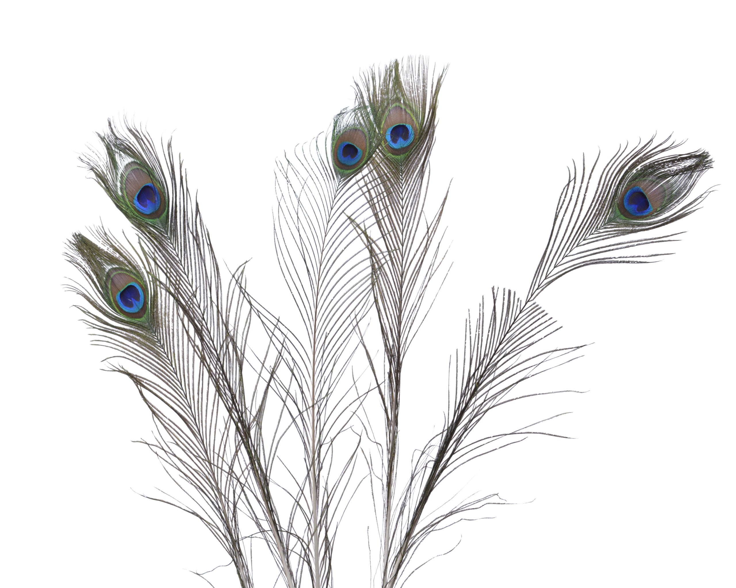 Ramo Piume Pavone Blu 73 cm per decorazione e artigianato artistico - DeMatteis.it