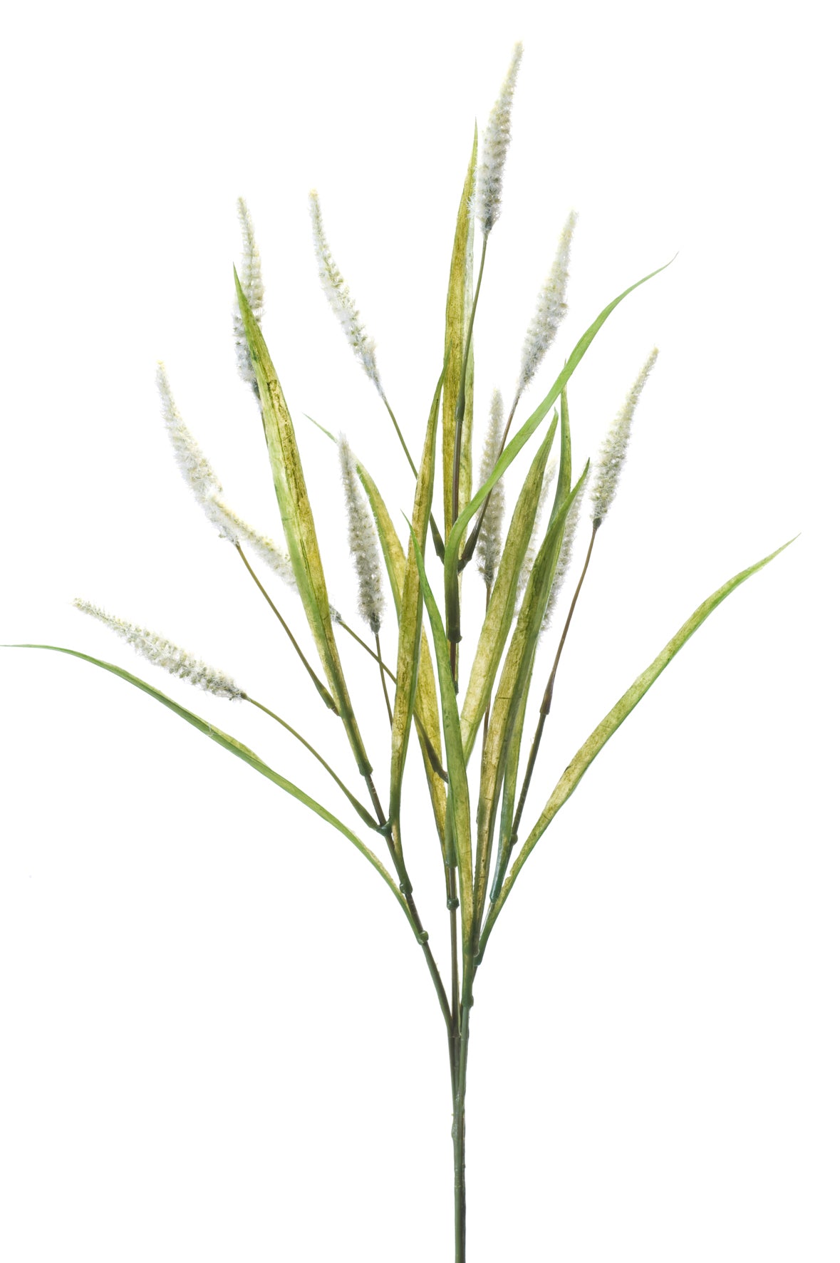 Ramo Penniseto Crema 70 Cm