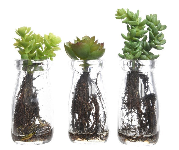 Pianta In Vaso Vetro 4,5X15 Cm 1 Pz