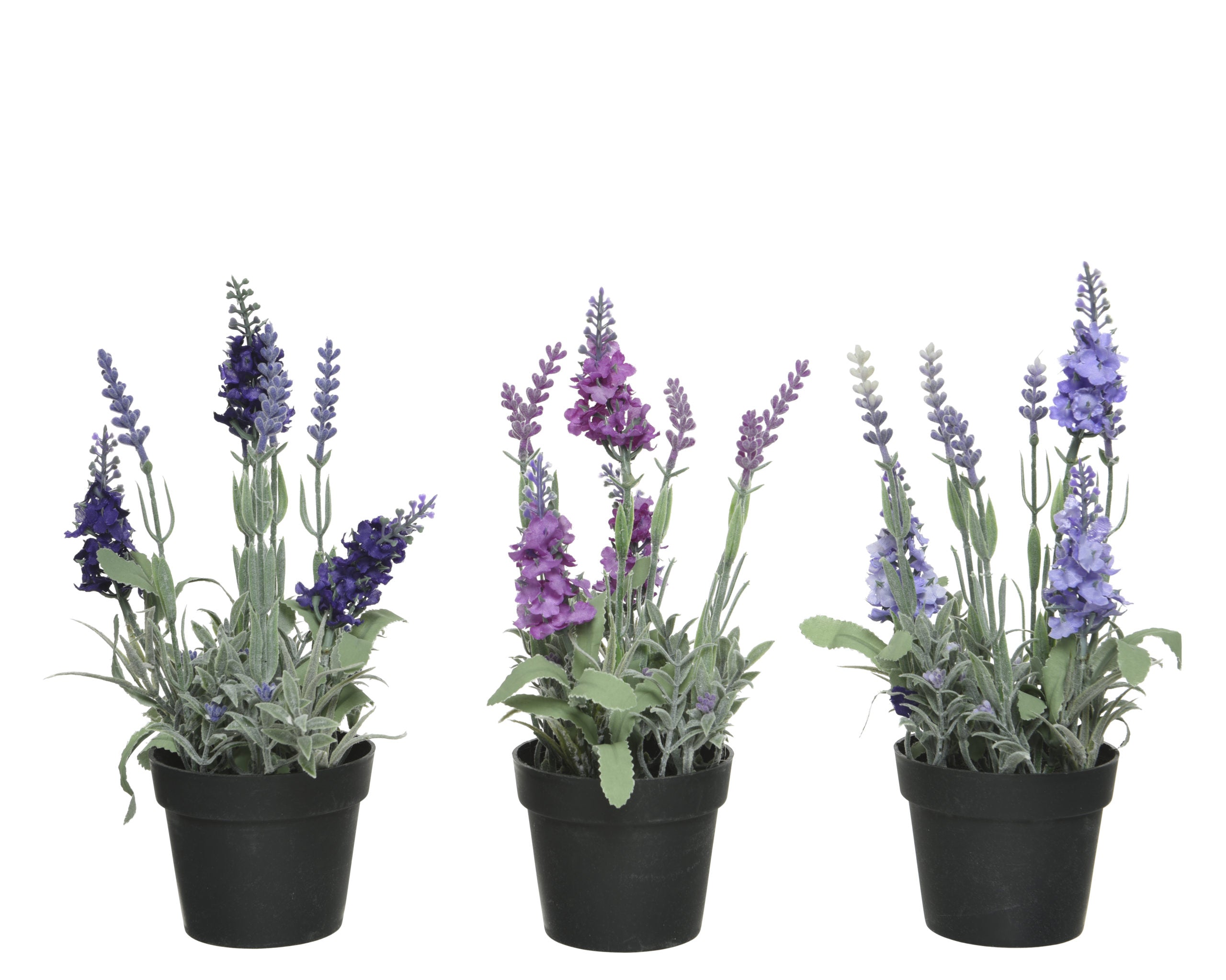 Pianta Lavanda In Vaso H 25 Cm 1 Pezzo