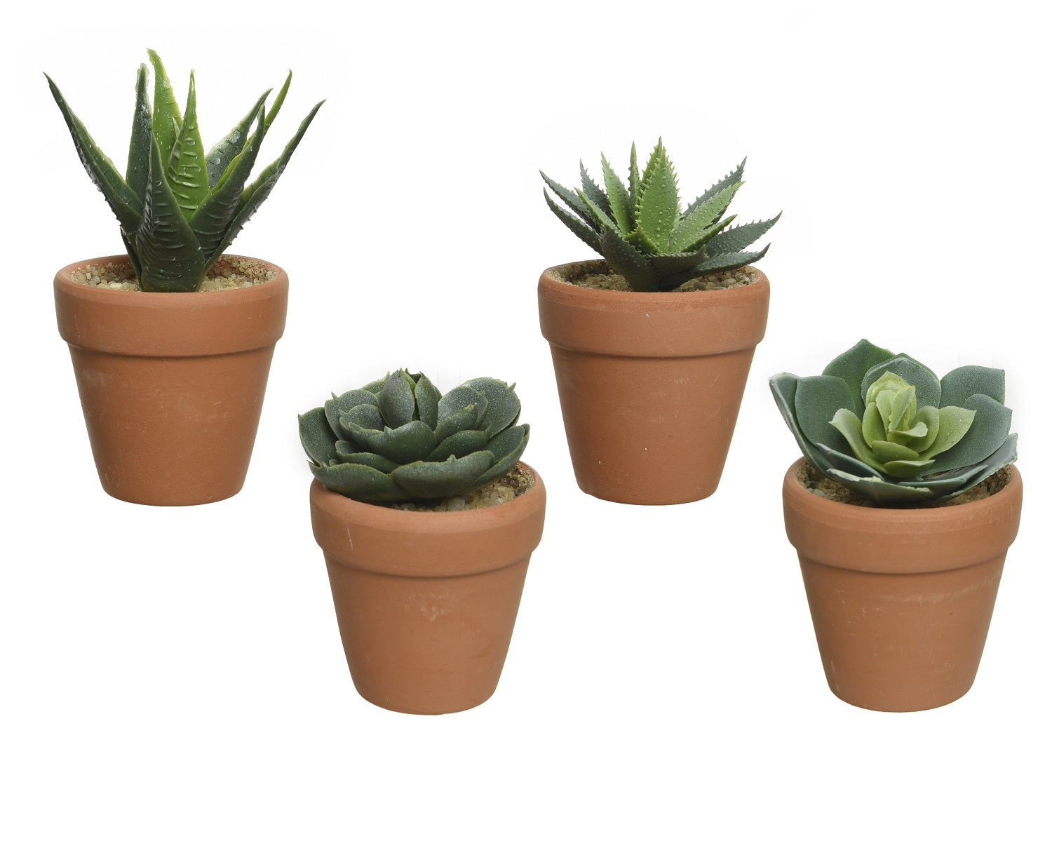 Piantina Vaso Terracotta 1 Pezzo