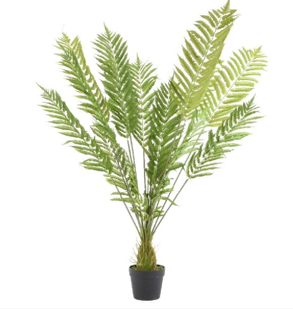 Pianta Felce In Vaso 80 X 130 Cm