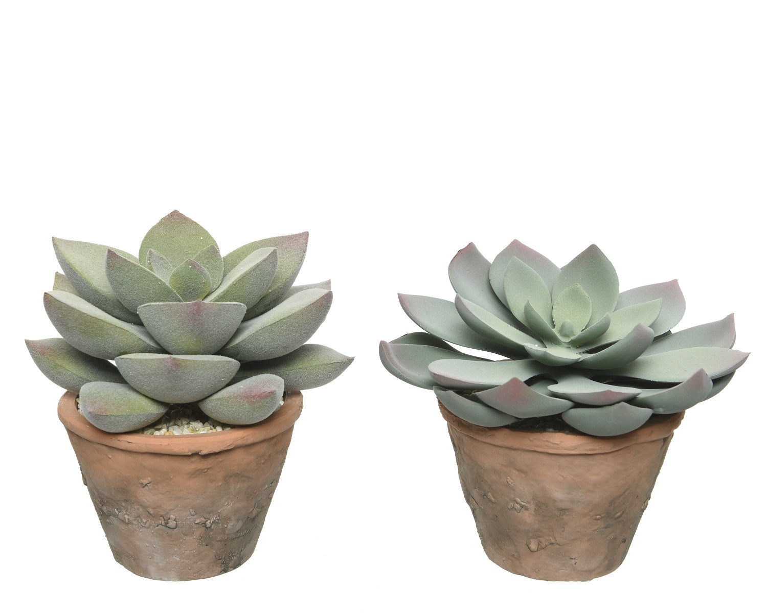 Pianta Grassa In Vaso Terracotta