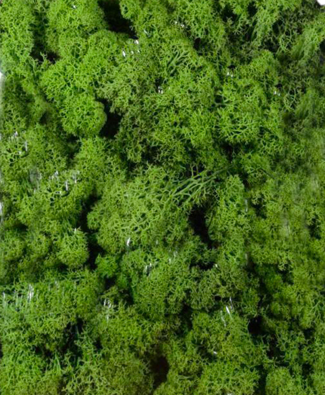 Muschio lichene per presepi e decorazioni naturali confezione da 400 g - DeMatteis.it