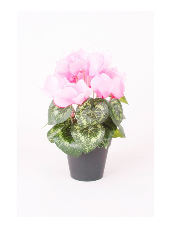 Ciclamino In Vasetto 25 Cm Rosa