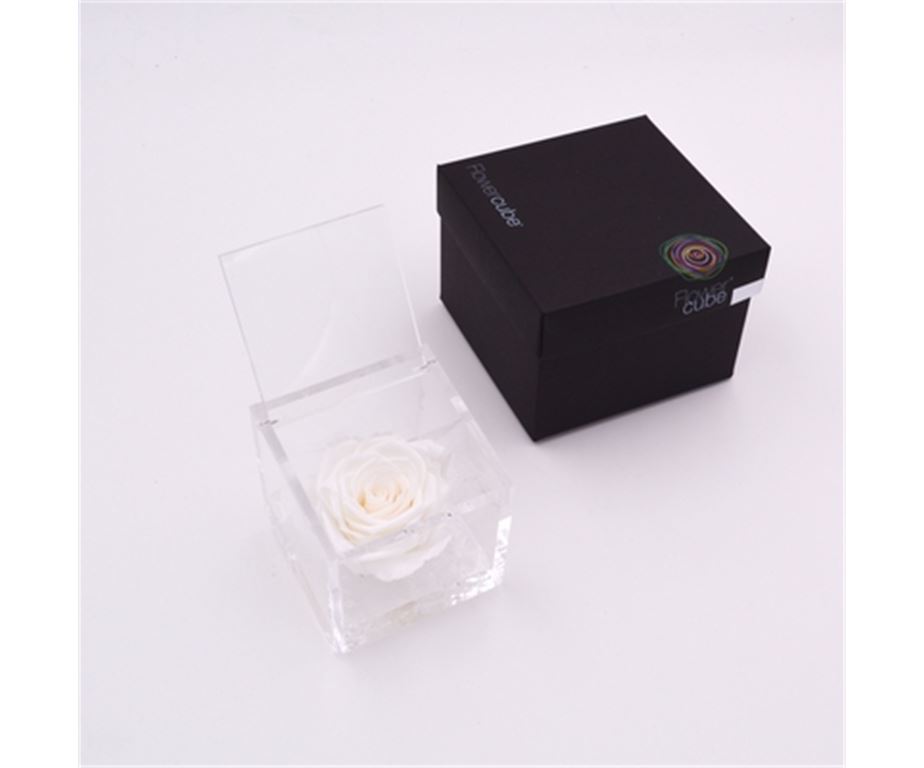 Rosa Stabilizzata Bianca 8X8 Cm