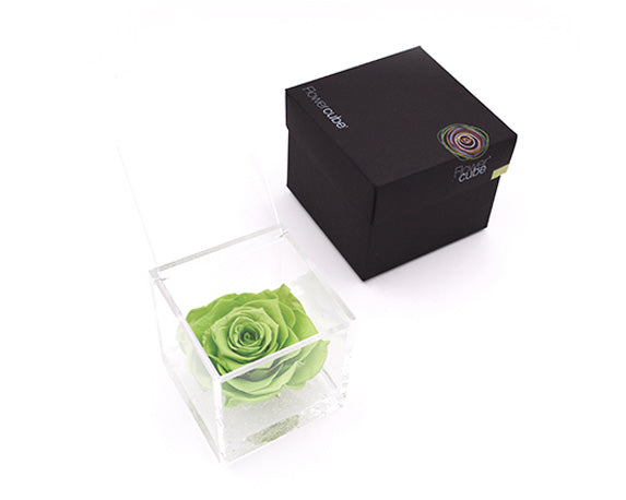 Rosa Stabilizzata Verde 10X10 Cm