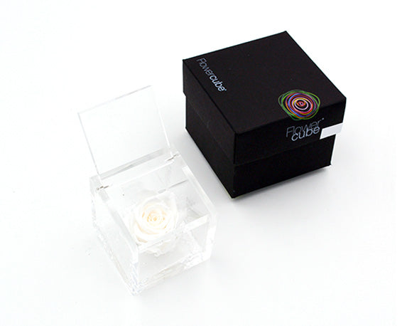 Rosa Stabilizzata Bianca 12X12 Cm