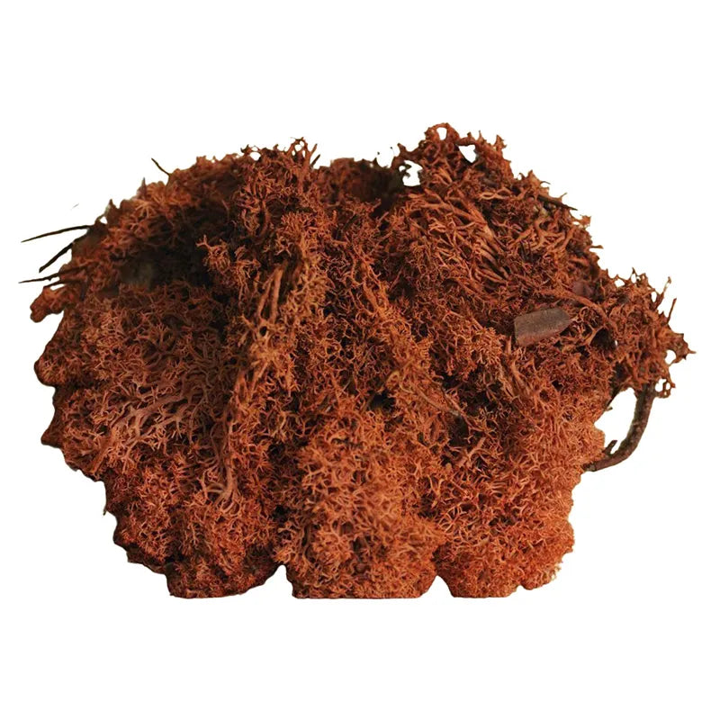 Muschio Lichene Rosso 50 Gr