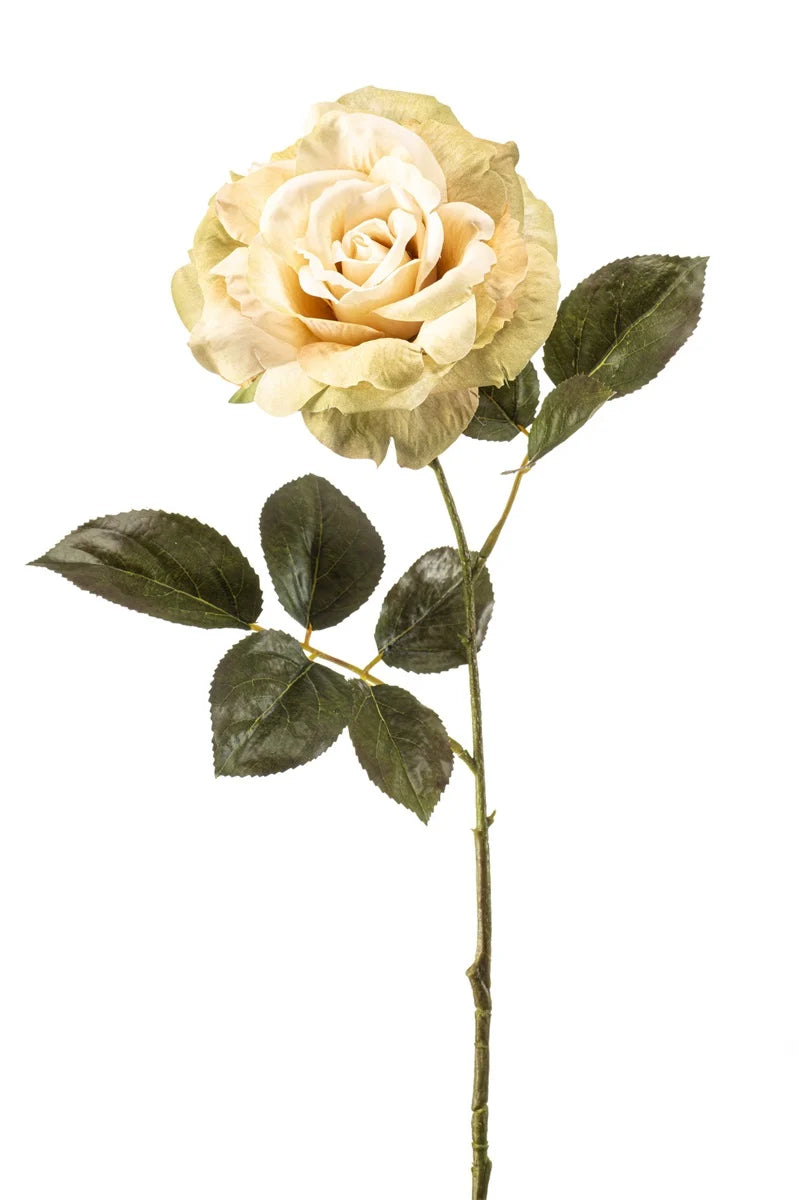 Rosa Pascali Crema Su Stelo 65 Cm
