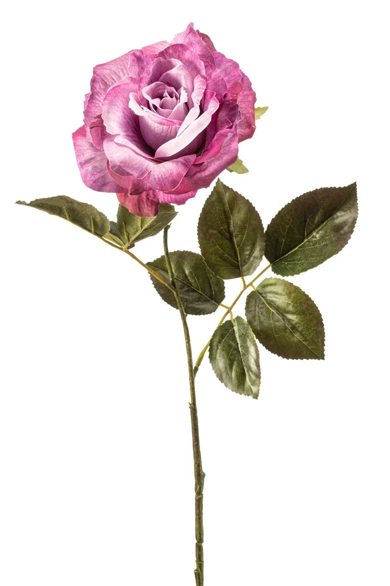Rosa Pascali Porpora 65 Cm