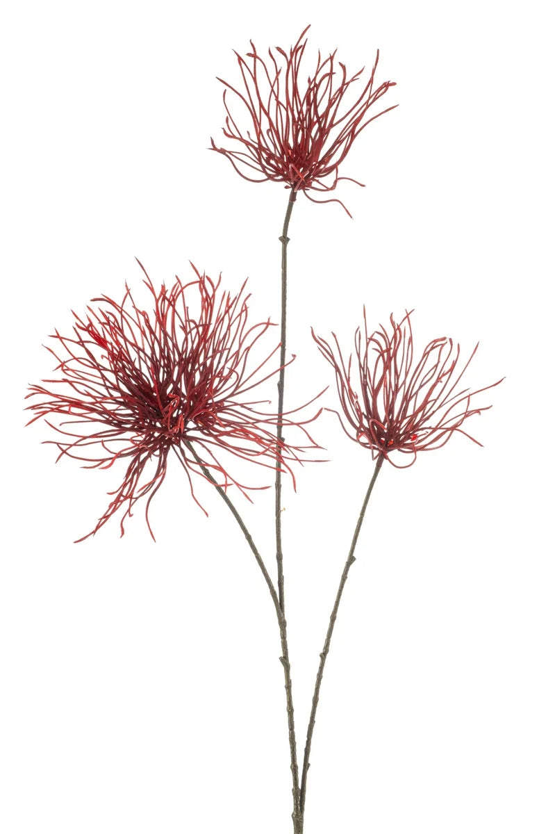 Cardo Rosso Su Stelo 95 Cm