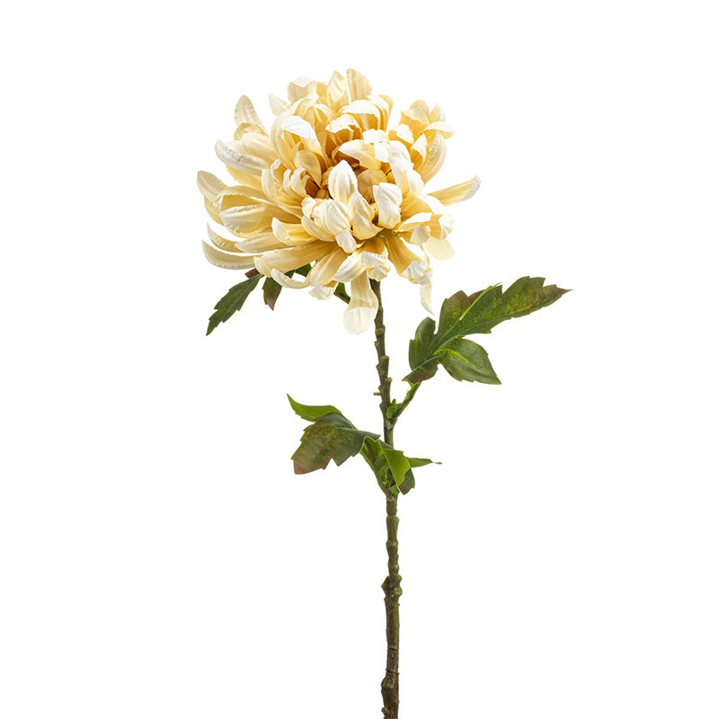 Crisantemo Crema 60 Cm