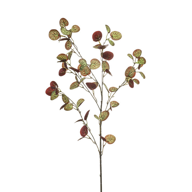 Saxifraga Borgogna Verde 85 Cm
