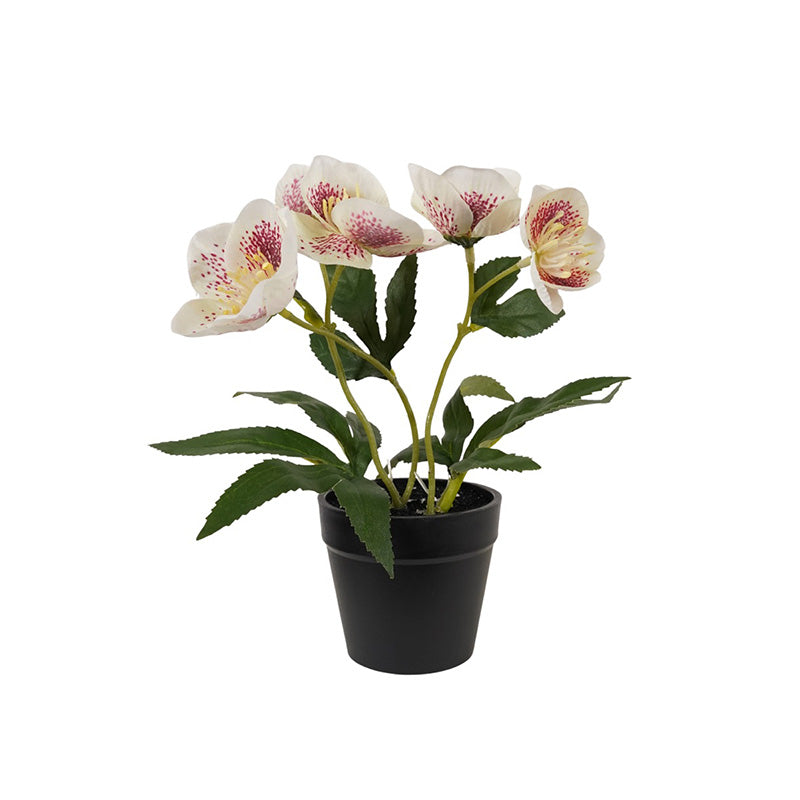 Pianta Elleboro Crema In Vaso 21 Cm