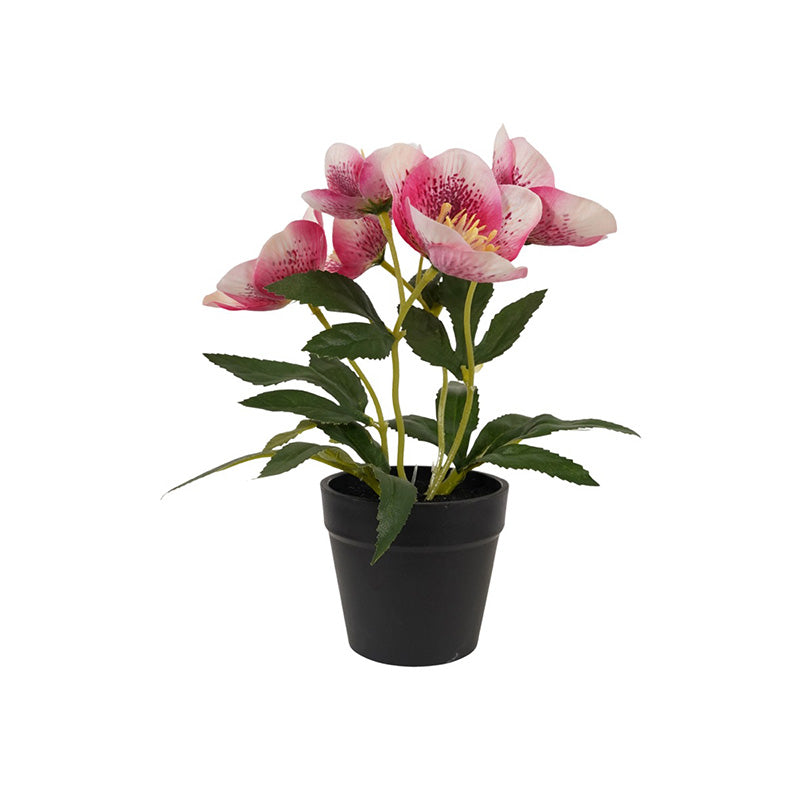 Pianta Elleboro Rosa In Vaso 21 Cm