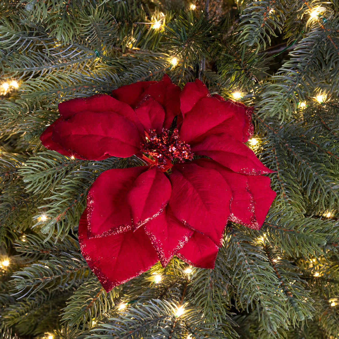 Stella di Natale rossa con glitter posata su un ramo di abete decorato con lucine calde, dettaglio dei petali e centro glitterato | DeMatteis.it