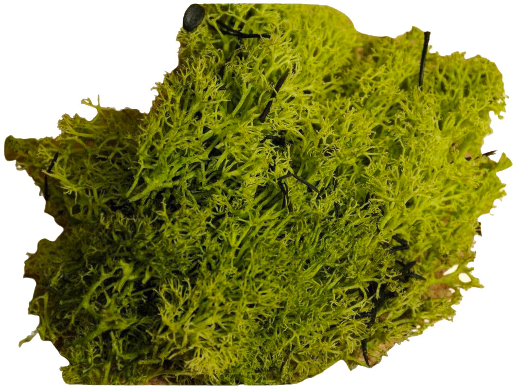 Muschio Lichene Verde 100 Gr