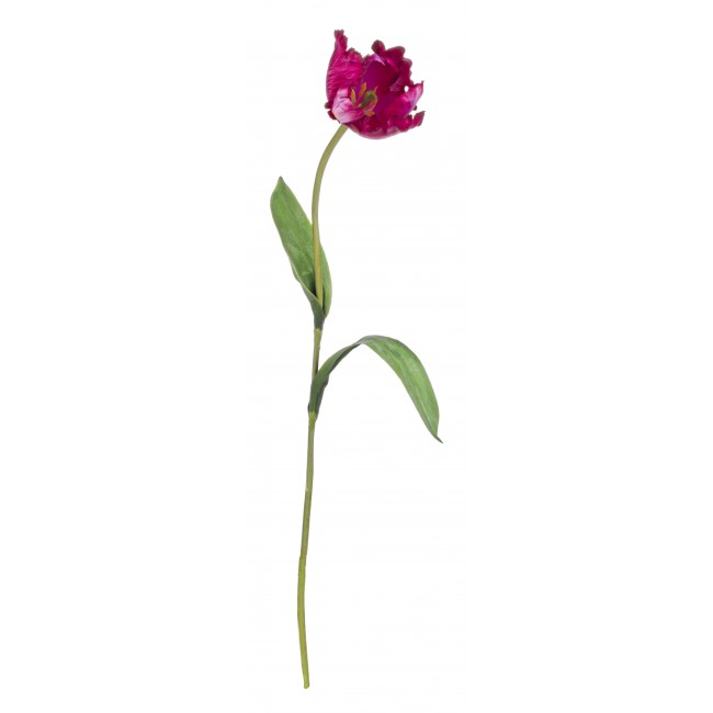 Tulipano Parrot Rosa 76 Cm