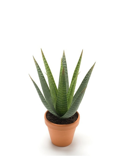Pianta Aloe Vera 23 Cm In Vaso Terracotta