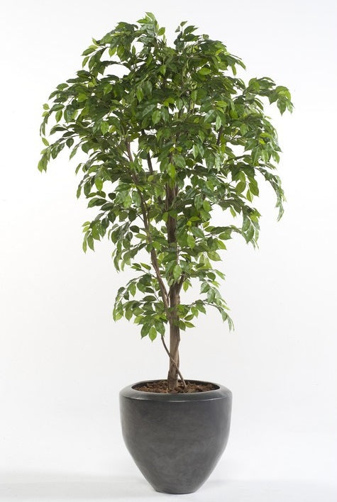 Ficus Deluxe Vine Tree 170 Cm