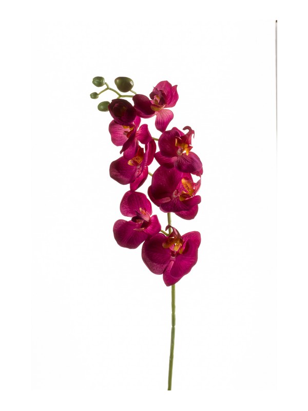 Phalaenopsis Spray Ramo 68 Cm Beauty