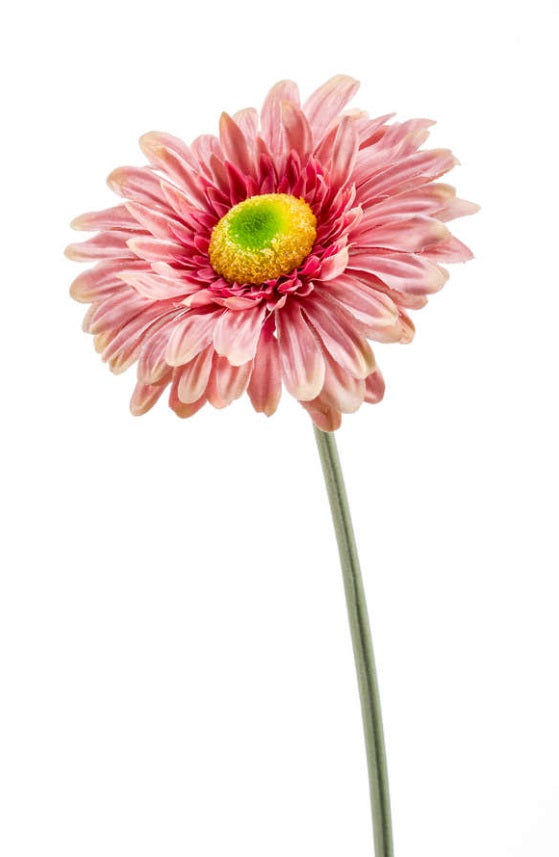 Gerbera Spray 52 Cm Rosa