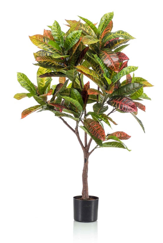 Albero Di Croton 120 Cm 130 Foglie