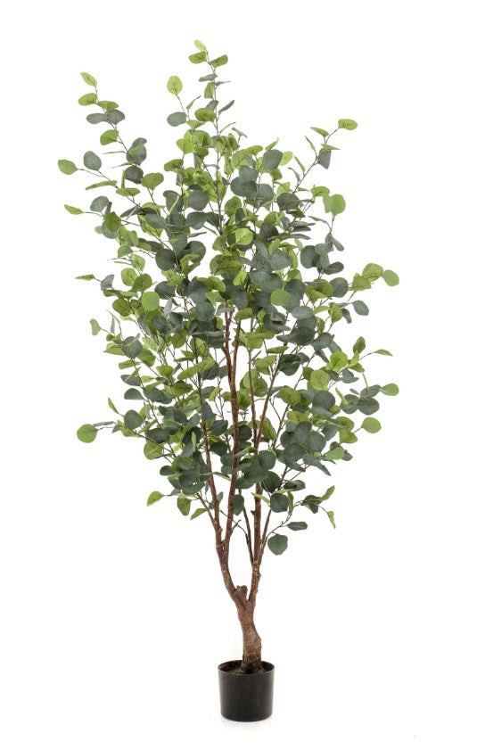 Albero Eucalipto 140 Cm