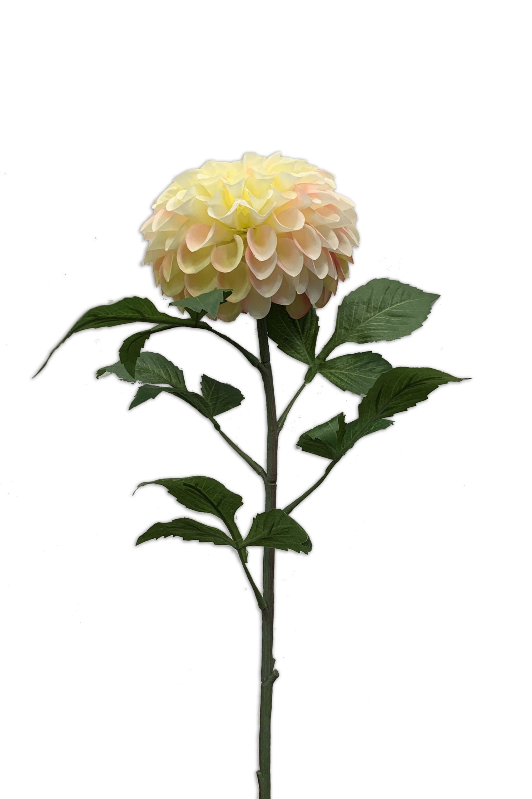 Dalia Pompon Crema Rosa 74 Cm - DeMatteis.it