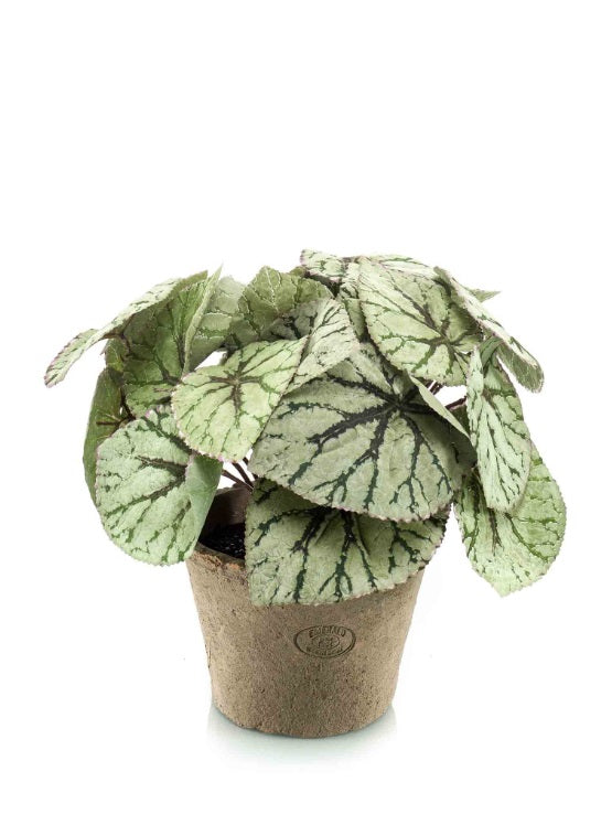 Vasetto Begonia Foglia X3