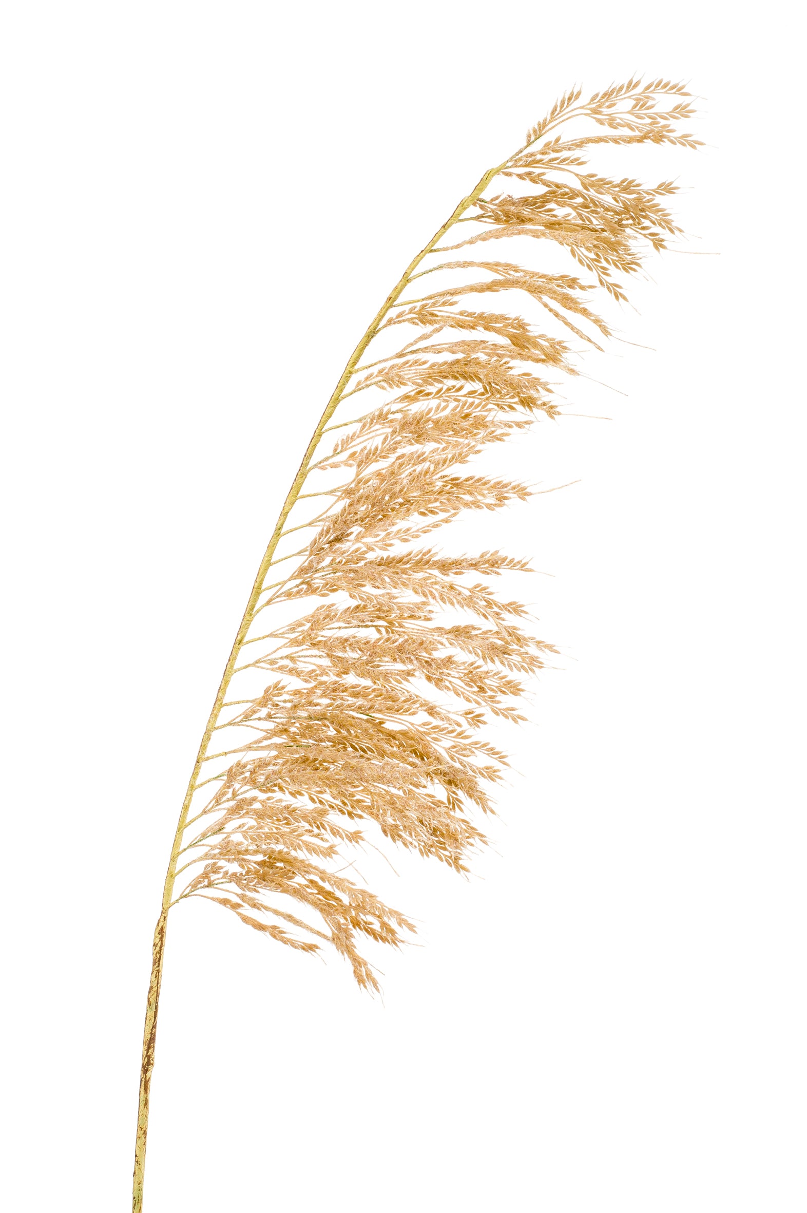 Ramo Pampas Beige 125 Cm