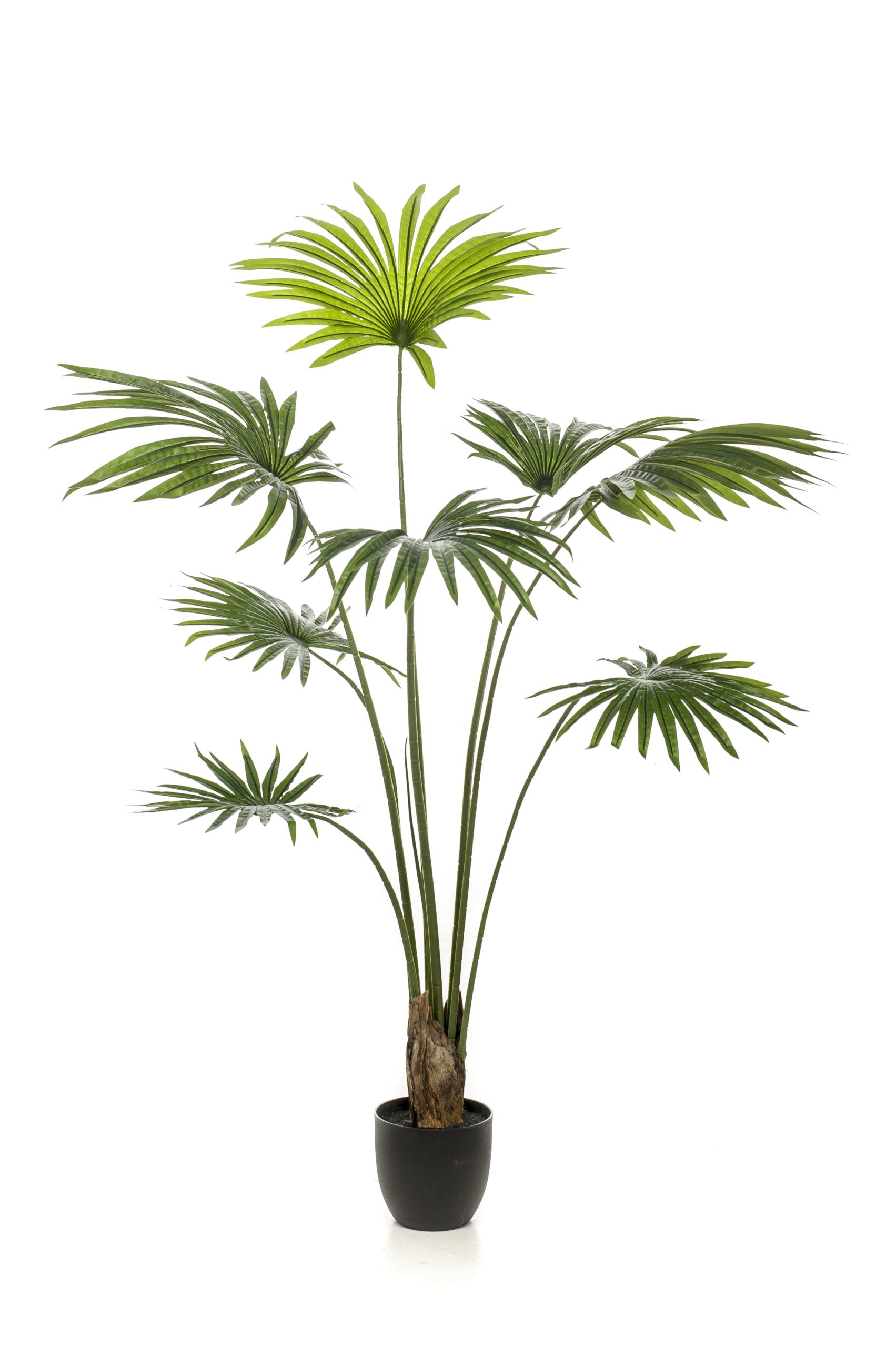 Palma Livistona Verde 160 Cm