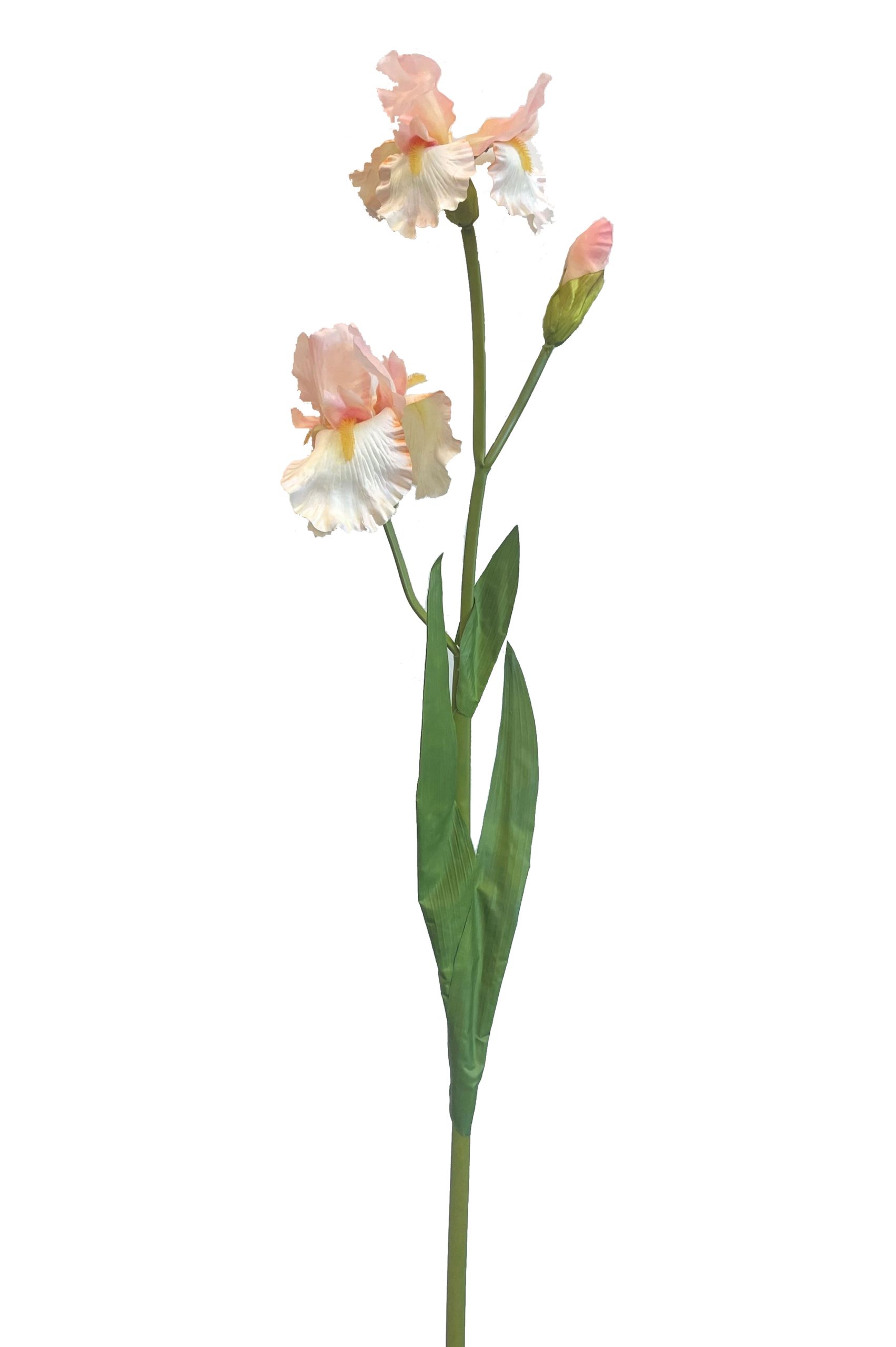 Ramo Fiori Iris Rosa Crema 98 Cm