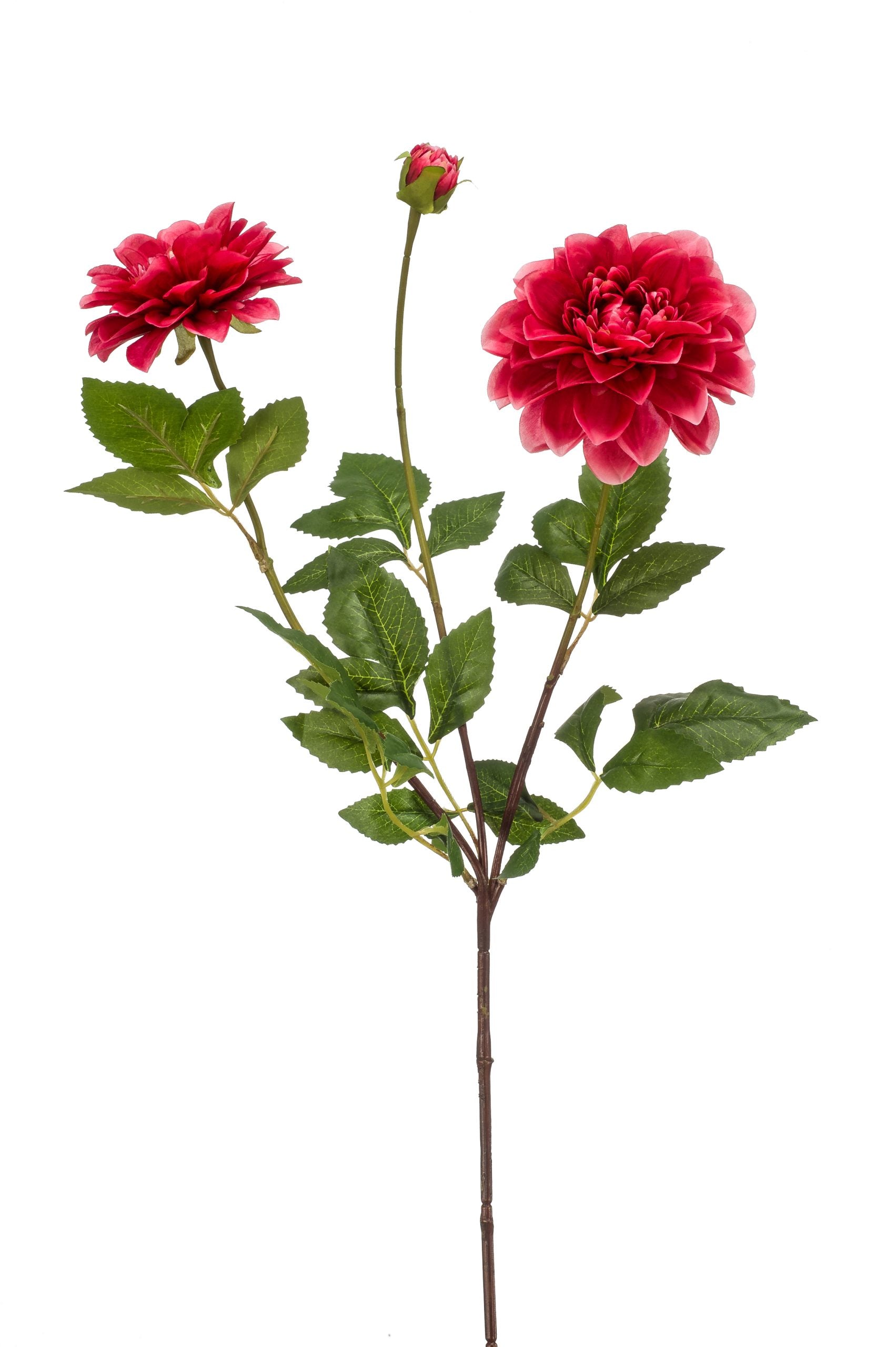 Dalia Fucsia 72 Cm