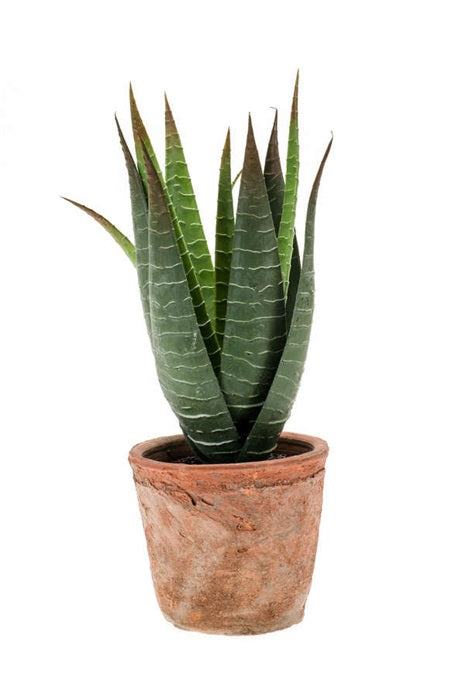 Pianta Aloe Vera 23 Cm In Vaso Terracotta