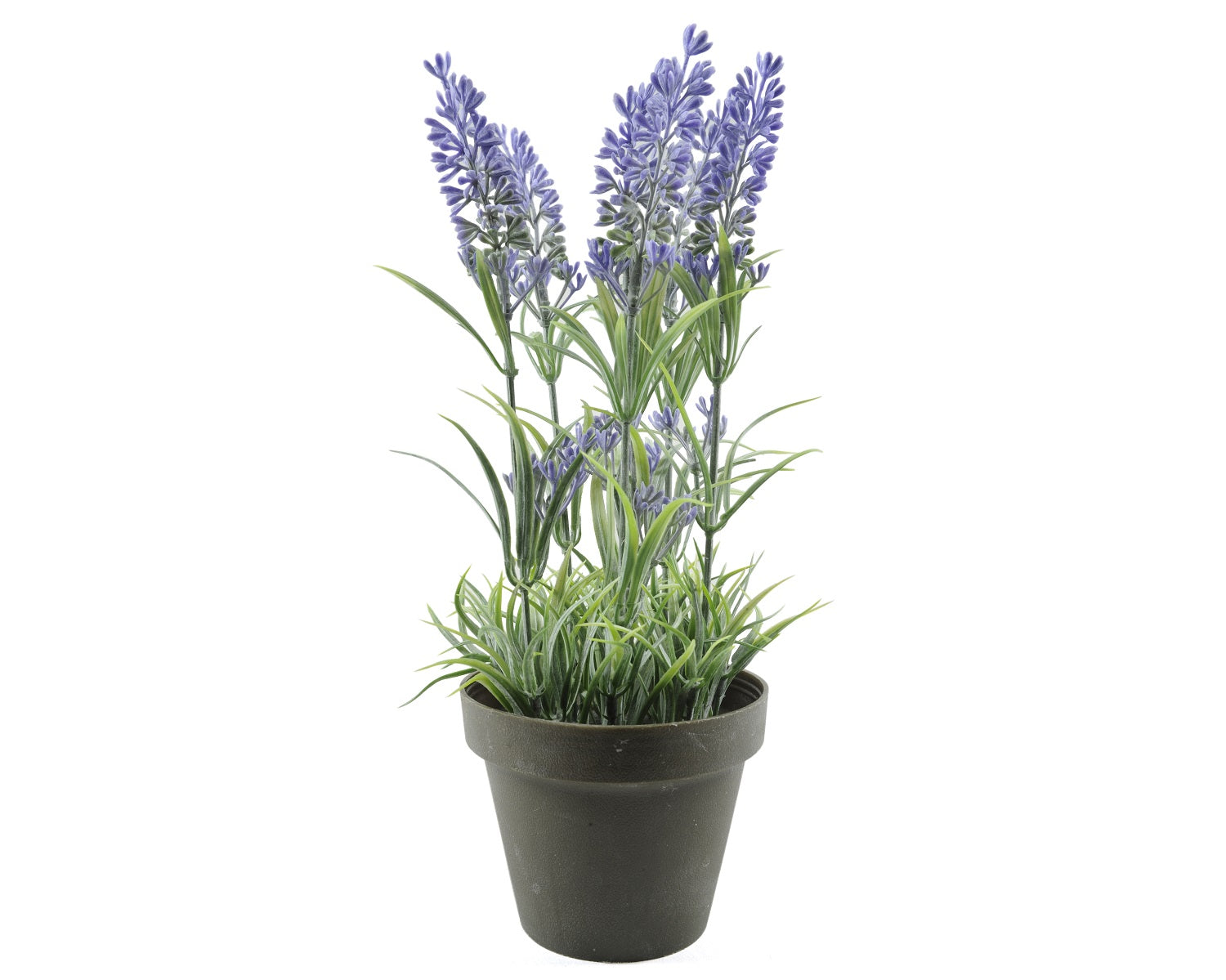 Lavanda In Vaso 9X24 Cm